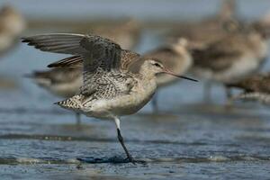 stångsvansad godwit i australasien foto