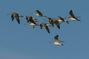 stångsvansad godwit i australasien foto