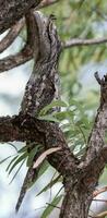 brungul frogmouth i Australien foto
