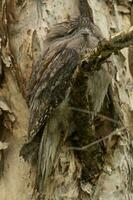 brungul frogmouth i Australien foto