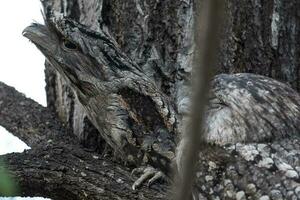 brungul frogmouth i Australien foto