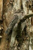 brungul frogmouth i Australien foto