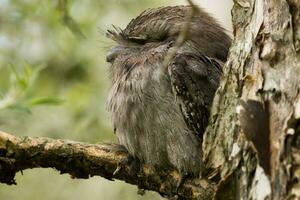 brungul frogmouth i Australien foto