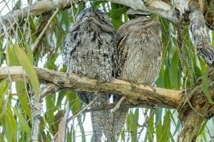 brungul frogmouth i Australien foto