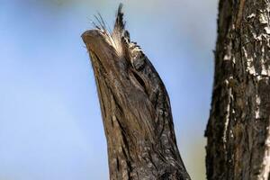 brungul frogmouth i Australien foto