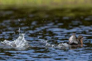 dabchick ny zealand dopping foto