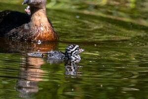 dabchick ny zealand dopping foto