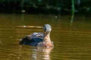 dabchick ny zealand dopping foto