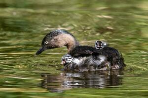 dabchick ny zealand dopping foto