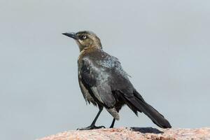 stor tailed grackle foto