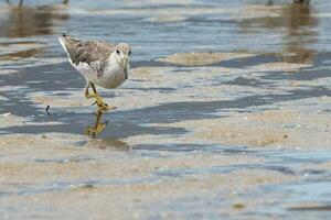 nordmanns greenshank i Australien foto