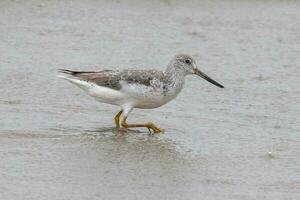 nordmanns greenshank i Australien foto