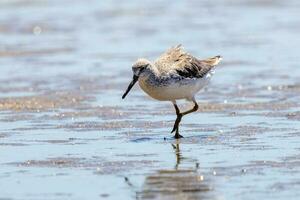 nordmanns greenshank i Australien foto