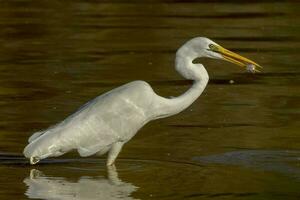 östra stora egret foto