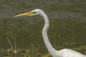 östra stora egret foto