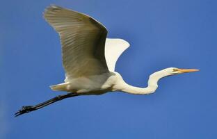 östra stora egret foto