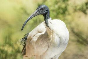 australiska vita ibis foto