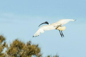 australiska vita ibis foto