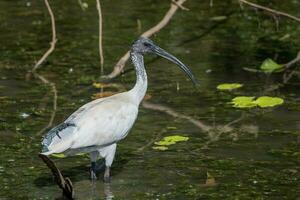 australiska vita ibis foto