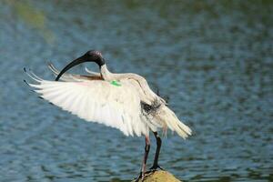 australiska vita ibis foto