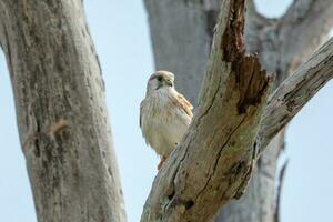 australier nankeen kestrel foto