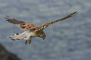 australier nankeen kestrel foto