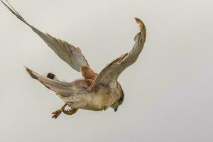 australier nankeen kestrel foto