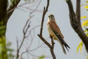 australier nankeen kestrel foto