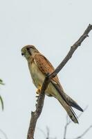 australier nankeen kestrel foto