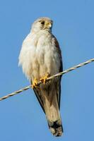 australier nankeen kestrel foto