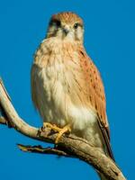 australier nankeen kestrel foto