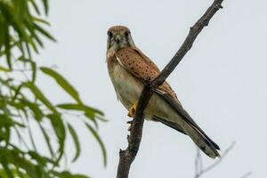 australier nankeen kestrel foto