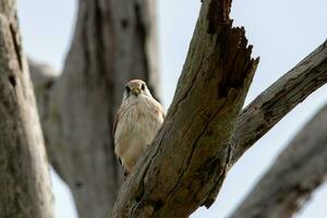 australier nankeen kestrel foto