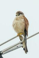 australier nankeen kestrel foto