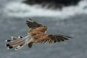 australier nankeen kestrel foto