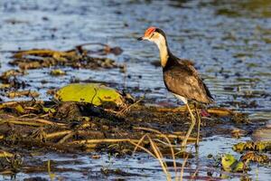 hårkam naken jacana foto