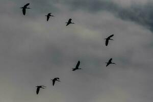 glansig ibis i Australien foto