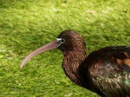 glansig ibis i Australien foto