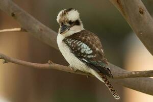 skrattande kookaburran i Australien foto