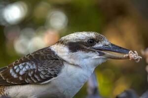 skrattande kookaburran i Australien foto