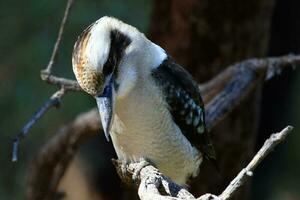 skrattande kookaburran i Australien foto