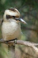 skrattande kookaburran i Australien foto