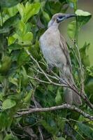 liten friarbird i Australien foto