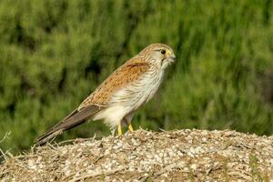 australier nankeen kestrel foto