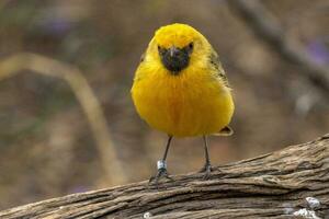 orange chatt i Australien foto