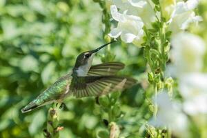 rubin halsade kolibri foto