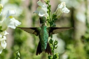 rubin halsade kolibri foto
