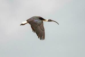 sugrör halsad ibis foto