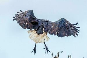 sugrör halsad ibis foto