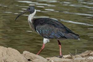 sugrör halsad ibis foto